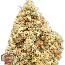 Monster Profit Cannabisblüte – gewachsen aus Feminisierte Hanfsamen von Heavyweight Seeds