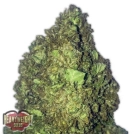 Short and Sweet Auto Cannabisblüte – gewachsen aus Automatic Hanfsamen von Heavyweight Seeds