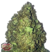 Short and Sweet Auto Cannabisblüte – gewachsen aus Automatic Hanfsamen von Heavyweight Seeds