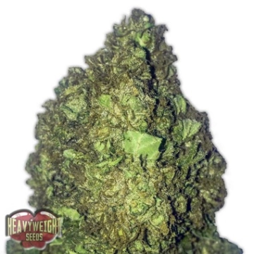 Short and Sweet Auto Cannabisblüte – gewachsen aus Automatic Hanfsamen von Heavyweight Seeds