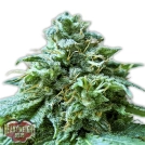 Superb OG Cannabisblüte – gewachsen aus Feminisierte Hanfsamen von Heavyweight Seeds