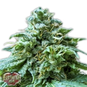 Superb OG Cannabisblüte – gewachsen aus Feminisierte Hanfsamen von Heavyweight Seeds