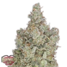 Total Paralysis Cannabisblüte – gewachsen aus Feminisierte Hanfsamen von Heavyweight Seeds