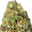 Turbo Bud Auto Cannabisblüte – gewachsen aus Feminisierte Hanfsamen von Heavyweight Seeds
