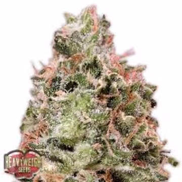 Waist Deep Auto Cannabisblüte – gewachsen aus Automatic Hanfsamen von Heavyweight Seeds