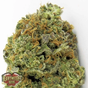 Wipeout Express Auto Cannabisblüte – gewachsen aus Automatic Hanfsamen von Heavyweight Seeds