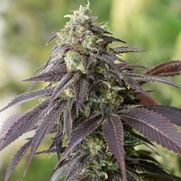 707 Headband Cannabisblüte – gewachsen aus Feminisierte Hanfsamen von Humboldt Seeds