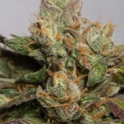 707 Truthband Cannabisblüte – gewachsen aus Feminisierte Hanfsamen von Humboldt Seeds