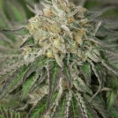Amherst Sour Diesel Cannabisblüte – gewachsen aus Feminisierte Hanfsamen von Humboldt Seeds