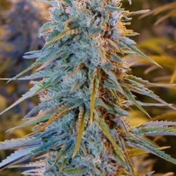 Blue Dream Cannabisblüte – gewachsen aus Feminisierte Hanfsamen von Humboldt Seeds