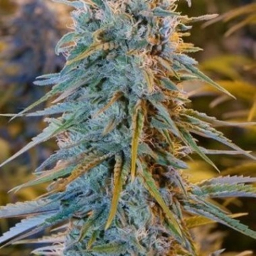 Blue Dream Cannabisblüte – gewachsen aus Feminisierte Hanfsamen von Humboldt Seeds