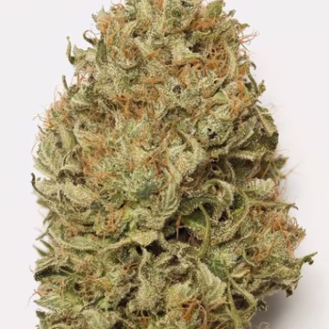 Blue Dream Auto Cannabisblüte – gewachsen aus Automatic Hanfsamen von Humboldt Seeds