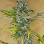 Blue Dream CBD Cannabisblüte – gewachsen aus Feminisierte Hanfsamen von Humboldt Seeds