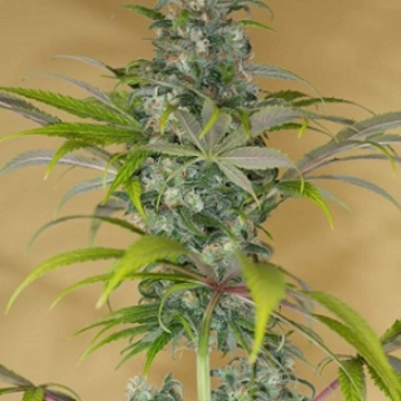 Blue Dream CBD Cannabisblüte – gewachsen aus Feminisierte Hanfsamen von Humboldt Seeds