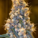 Blue Fire Cannabisblüte – gewachsen aus Feminisierte Hanfsamen von Humboldt Seeds