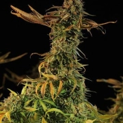 Blueberry Headband Cannabisblüte – gewachsen aus Feminisierte Hanfsamen von Humboldt Seeds