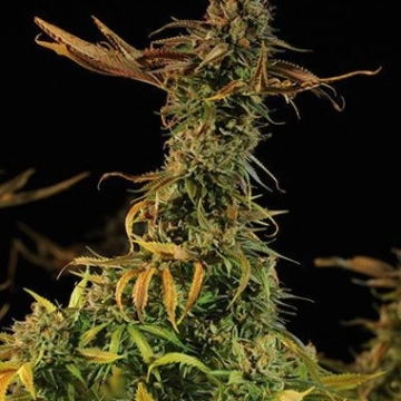 Blueberry Headband Cannabisblüte – gewachsen aus Feminisierte Hanfsamen von Humboldt Seeds