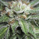 Bubba Kush Cannabisblüte – gewachsen aus Feminisierte Hanfsamen von Humboldt Seeds