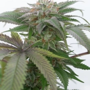 Bubba Kush 2.0 Cannabisblüte – gewachsen aus Feminisierte Hanfsamen von Humboldt Seeds