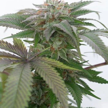 Bubba Kush 2.0 Cannabisblüte – gewachsen aus Feminisierte Hanfsamen von Humboldt Seeds