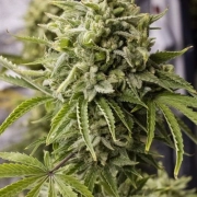 Bubba Kush Auto Cannabisblüte – gewachsen aus Automatic Hanfsamen von Humboldt Seeds