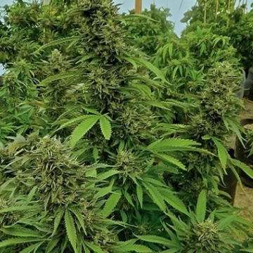 Chemdawg Cannabisblüte – gewachsen aus Feminisierte Hanfsamen von Humboldt Seeds