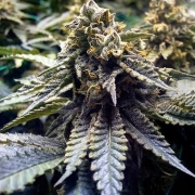 Chocolate Mint OG Cannabisblüte – gewachsen aus Feminisierte Hanfsamen von Humboldt Seeds