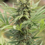 Dedoverde Haze Cannabisblüte – gewachsen aus Feminisierte Hanfsamen von Humboldt Seeds