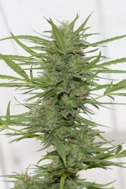Dedoverde Haze Auto Cannabisblüte – gewachsen aus Automatic Hanfsamen von Humboldt Seeds