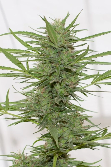 Dedoverde Haze Auto Cannabisblüte – gewachsen aus Automatic Hanfsamen von Humboldt Seeds