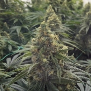 Desert Diesel Cannabisblüte – gewachsen aus Feminisierte Hanfsamen von Humboldt Seeds