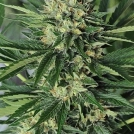 Dr Greenthumbs Em-Dog Cannabisblüte – gewachsen aus Feminisierte Hanfsamen von Humboldt Seeds