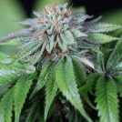 Ewe-2 Cannabisblüte – gewachsen aus Feminisierte Hanfsamen von Humboldt Seeds