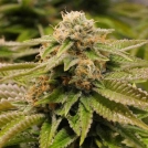 Gorilla Breath Cannabisblüte – gewachsen aus Feminisierte Hanfsamen von Humboldt Seeds