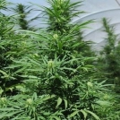 Green Crack Cannabisblüte – gewachsen aus Feminisierte Hanfsamen von Humboldt Seeds