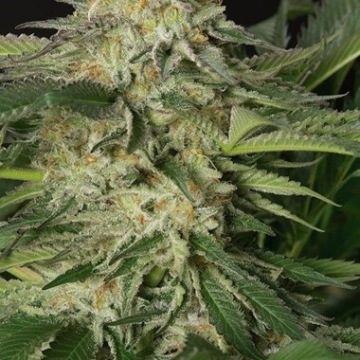 Lemon Garlic OG Cannabisblüte – gewachsen aus Feminisierte Hanfsamen von Humboldt Seeds