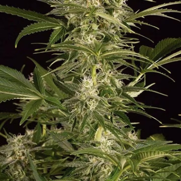 Lemon Juice Express Auto Cannabisblüte – gewachsen aus Automatic Hanfsamen von Humboldt Seeds