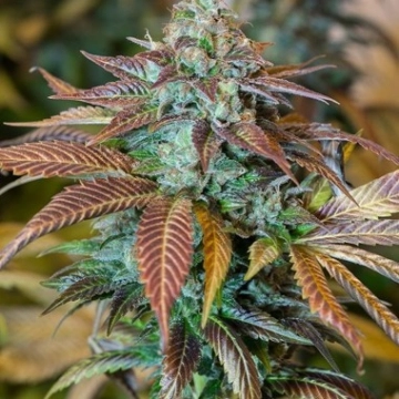 Lemon Kush Headband Cannabisblüte – gewachsen aus Feminisierte Hanfsamen von Humboldt Seeds