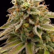 Lemon Thai Kush Cannabisblüte – gewachsen aus Feminisierte Hanfsamen von Humboldt Seeds