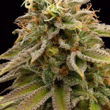 Lemon Thai Kush Cannabisblüte – gewachsen aus Feminisierte Hanfsamen von Humboldt Seeds