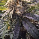 Lost Coast Hashplant Cannabisblüte – gewachsen aus Feminisierte Hanfsamen von Humboldt Seeds