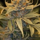 Lost Coast OG Cannabisblüte – gewachsen aus Feminisierte Hanfsamen von Humboldt Seeds