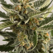Lost Coast Skunk Auto Cannabisblüte – gewachsen aus Automatic Hanfsamen von Humboldt Seeds