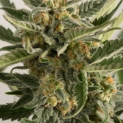 Lost Coast Skunk Auto Cannabisblüte – gewachsen aus Automatic Hanfsamen von Humboldt Seeds