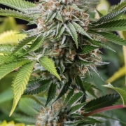 Mango Sapphire Cannabisblüte – gewachsen aus Feminisierte Hanfsamen von Humboldt Seeds