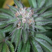 Master Kush Cannabisblüte – gewachsen aus Feminisierte Hanfsamen von Humboldt Seeds