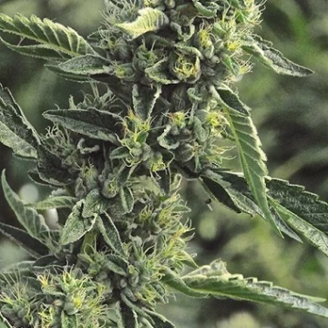 OG Kush Cannabisblüte – gewachsen aus Feminisierte Hanfsamen von Humboldt Seeds