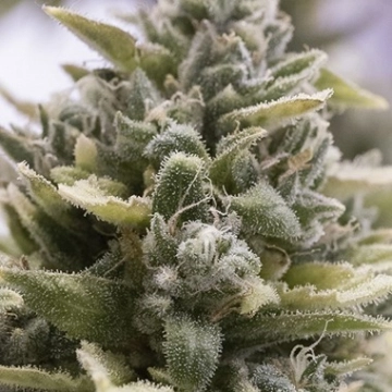 OG Kush Auto Cannabisblüte – gewachsen aus Automatic Hanfsamen von Humboldt Seeds
