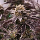 OGKZ Cannabisblüte – gewachsen aus Feminisierte Hanfsamen von Humboldt Seeds