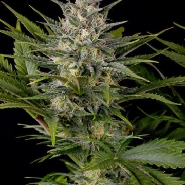 Pineapple Skunk Cannabisblüte – gewachsen aus Feminisierte Hanfsamen von Humboldt Seeds